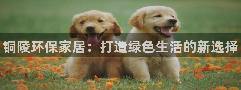 tp钱包 资金池：铜陵环保家居：打造绿色生活的新选择